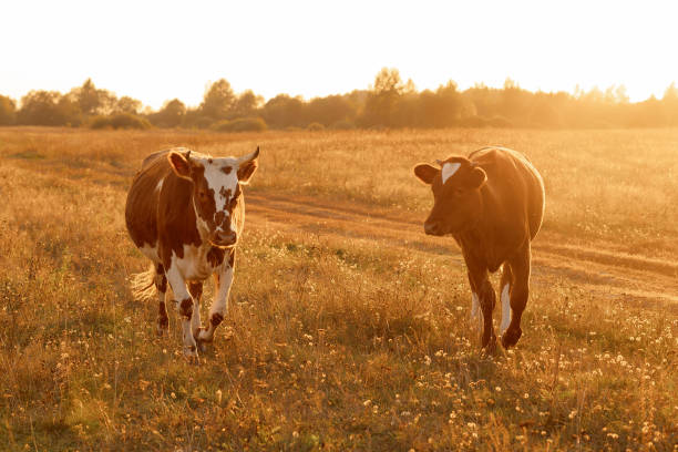 A two cow walks through a field of tall grass at sunset on an agricultural farm. Sustainable farming.
