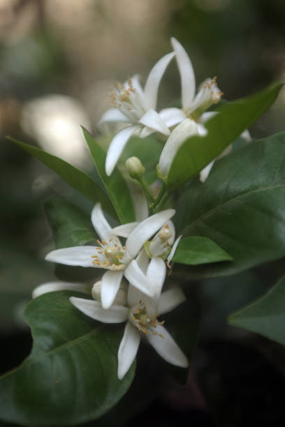 istock Bitter orange tree in bloom and its small fruits 2181170195