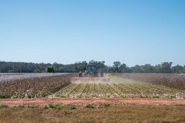 Cotton being harvested in North Louisiana