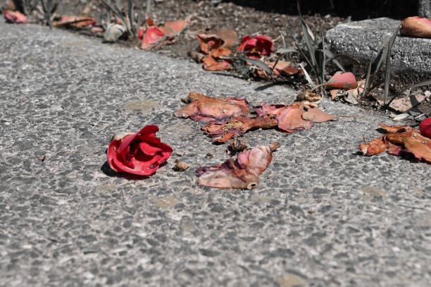 istock Decaying flowers on the ground 2181171252