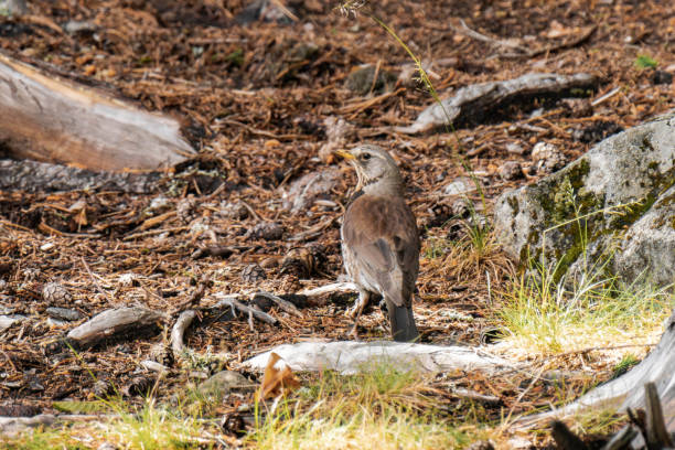 istock Fieldfare (Turdus pilaris) on the ground of a forest 2181172757