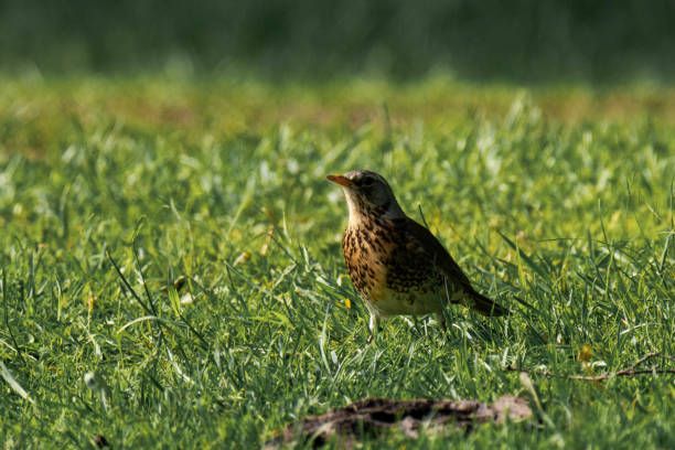 istock Fieldfare (Turdus pilaris) sitting in the grass 2181172771