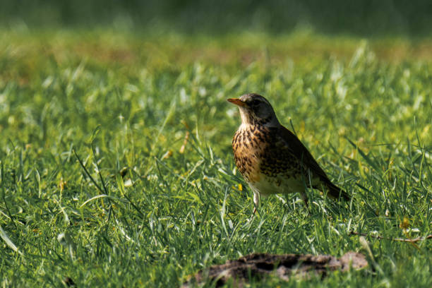 istock Fieldfare (Turdus pilaris) sitting in the grass 2181172782