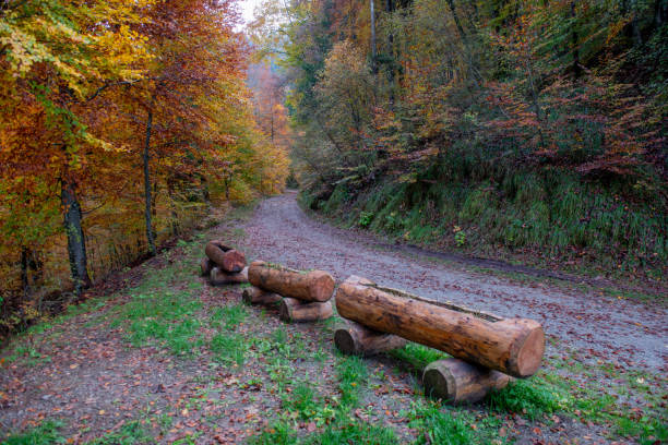 Forest with dirt road in autumn