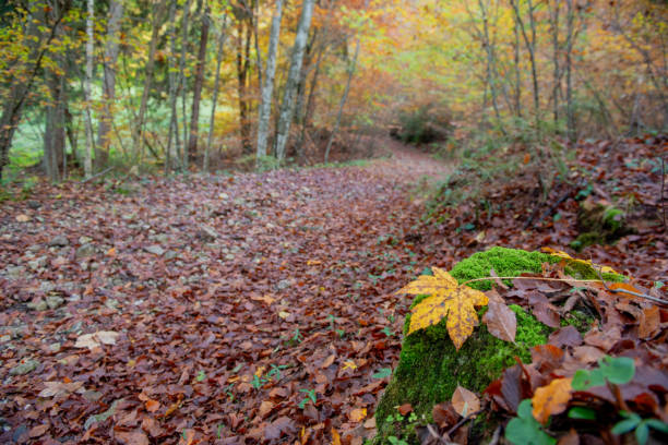 Forest with dirt road in autumn