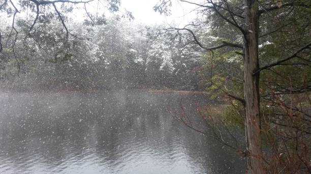 istock Snowfall in the Pine Barrens 2181175918