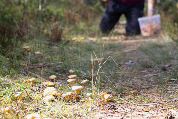 .yellow autumn mushrooms on the ground
