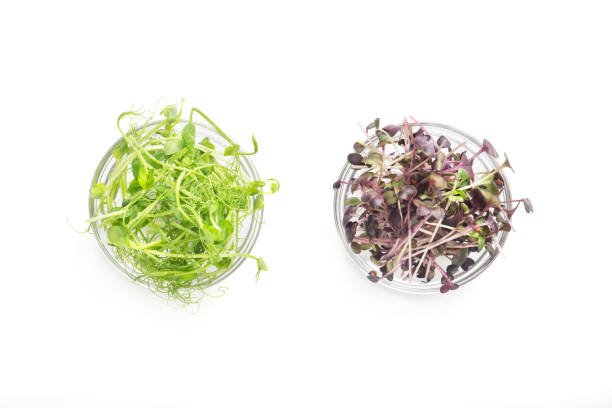 istock Healthy colored microgreens in plates isolated on white 2181181711