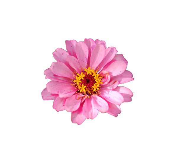 Pink zinnia flower on white background, top view - isolate for packaging design, postcards, invitations