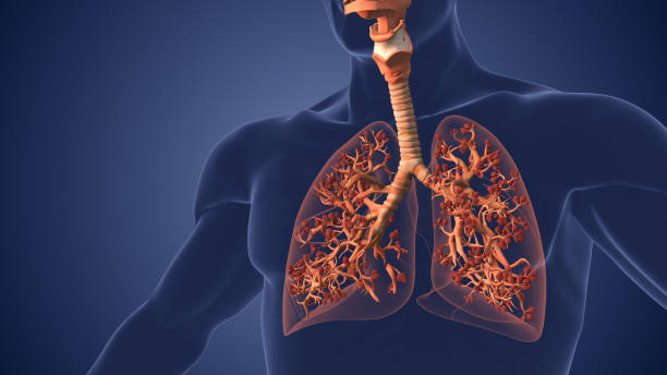 istock Alveoli in Lungs Facilitating Respiration and Oxygenation 2181187386