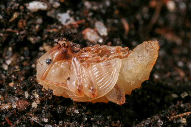 istock the larval/pupa stage of a black vine weevil (Otiorhynchus sulcatus) 2181187477