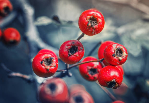 Red hawthorn berries macro photo close up