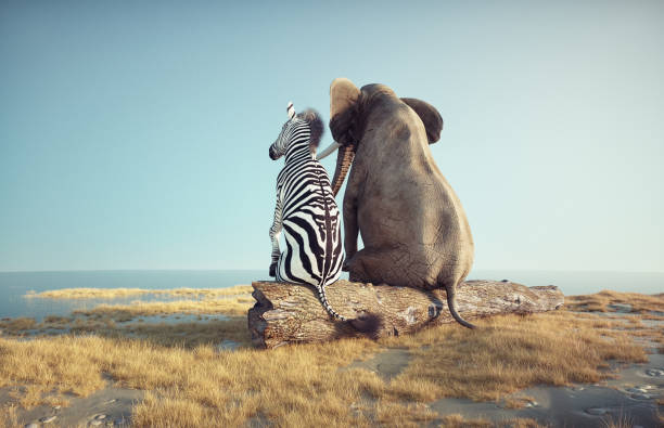 istock A zebra and an elephant sit together on a log overlooking the sunset by the tranquil waters of a serene savanna 2181191278