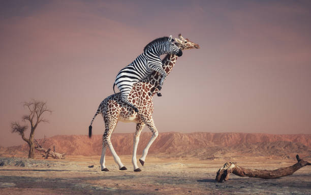 In a whimsical portrayal, a zebra is seen playfully riding on the back of a giraffe against a stunning desert backdrop during sunset. This is a 3d render illustration