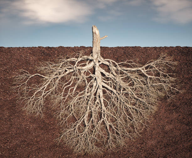 istock A detailed view of a tree's root system emerging from the soil, showcasing its intricate network against a cloudy sky 2181191287