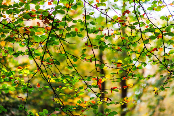 Forest with the bright colors at autumn.