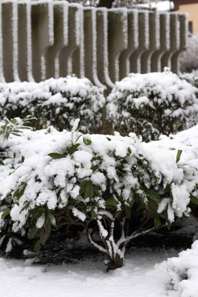 istock Snow covered bushes next to a fence. 2181198917