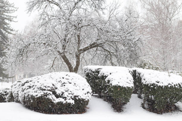 istock Bushes and trees in the park in snowfall. 2181198927