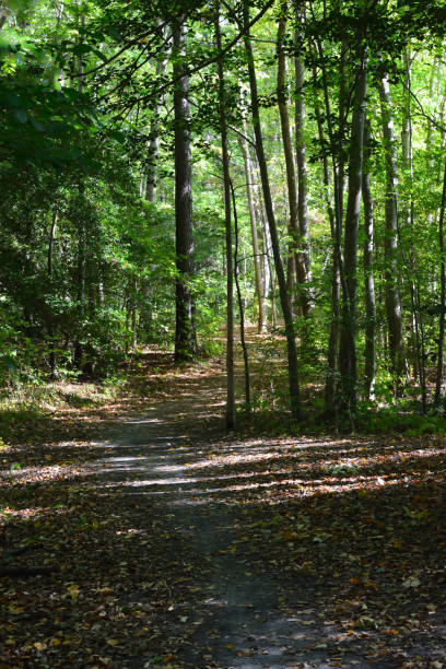istock Autumn Morning Walk in a Forest 2181199072