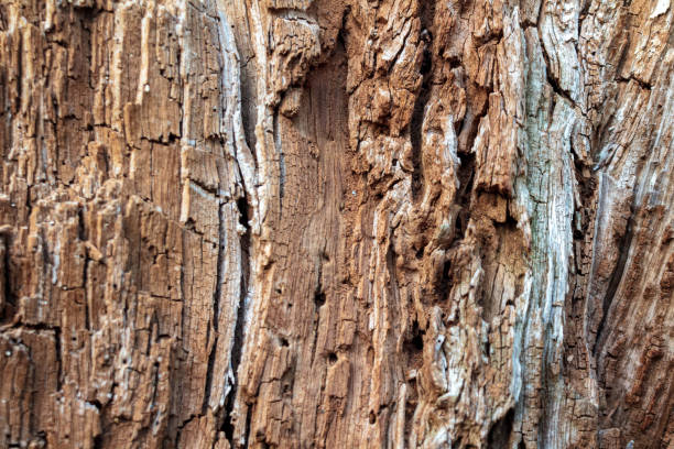 istock A close-up of tree bark highlighting the texture, unique patterns and natural tones that reflect the beauty of nature 2181199697