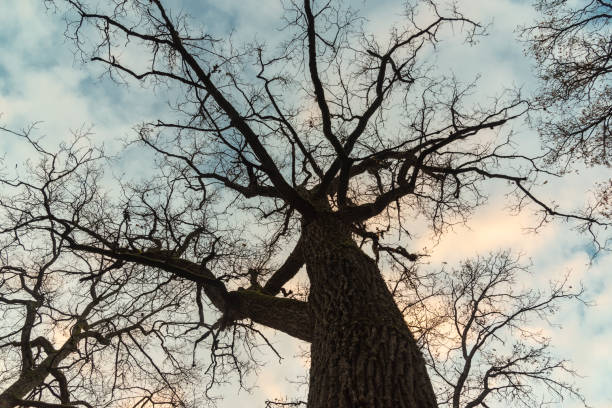 istock Tree tops under the sky at Autumn 2181199769