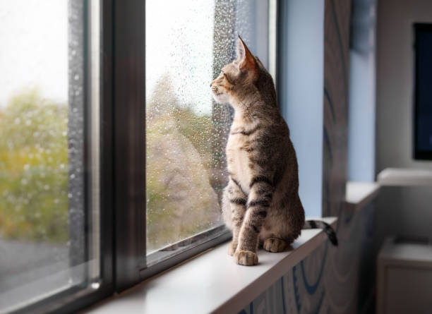 istock Indoor kitten looking out of window with defocused rain falling. 2181200347
