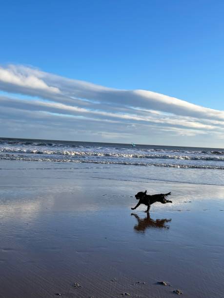 istock Running dog on Longsands Beach Tynemouth England 2181201896