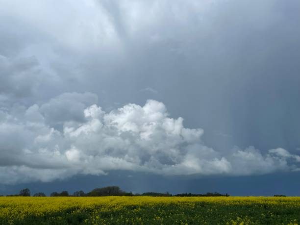 istock Stormy Sky over rape seed field England 2181201999