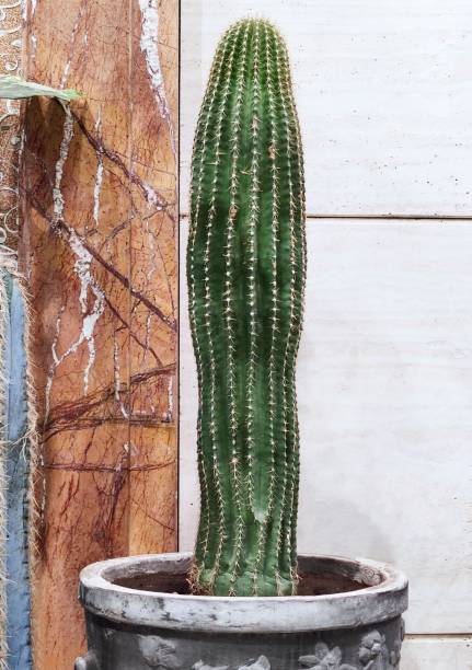 istock Carnegiea gigantea 2181202516