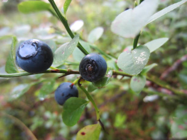 istock Fantastic Monochrome View on the Blueberries in the Forest in Belarus 2181204027