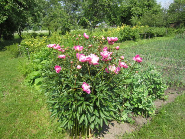 istock Different Colorful Flowers during Summer in Belarus 2015 2181205164