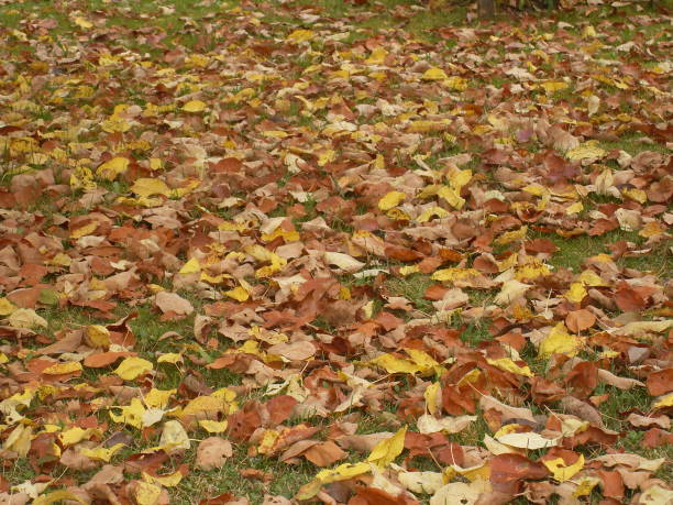 istock Golden Autumn Yellow Leafs all around 2181205476