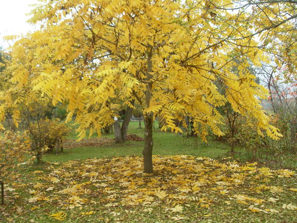 istock Golden Autumn Yellow Leafs all around 2181205489