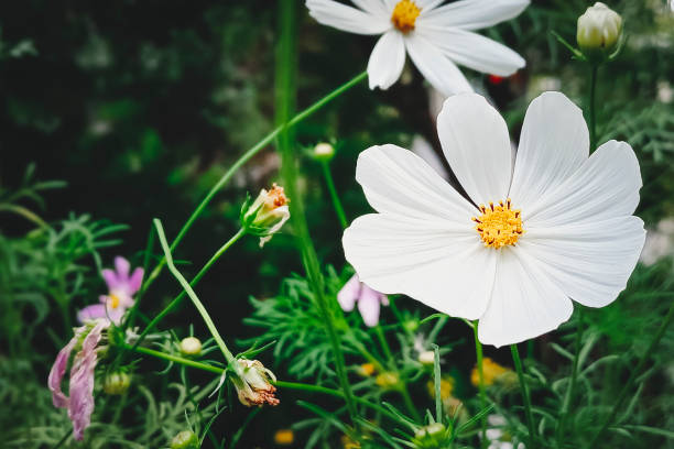 white Cosmos flowers on a Nature background.