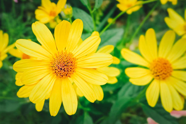 istock Heliopsis helianthoides. Tuscan Sun False Sunflower. Close up. 2181206945