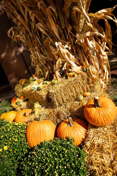 istock Autumn display with pumpkins and hay bales 2181207980