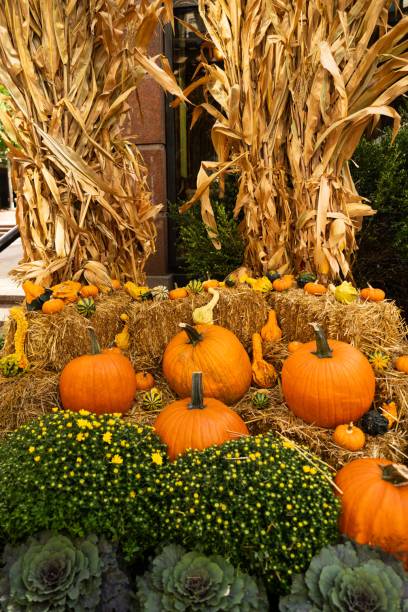 istock Festive Autumn Display with Pumpkins and Gourds 2181207994