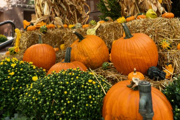 istock Festive autumn display with pumpkins and hay bales 2181208007