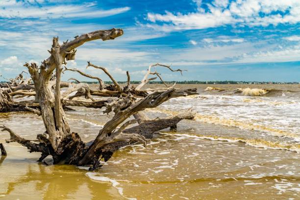 istock Driftwood on a sandy beach with ocean waves. 2181208199