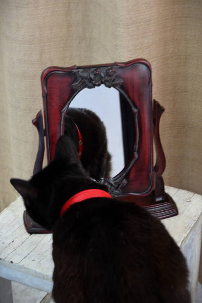 istock A curious black cat sniffing an antique wooden mirror 2181209116