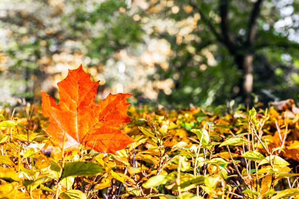 red maple leaf lies on a bush in the park. large autumn maple leaf. maple leaf in the park in autumn