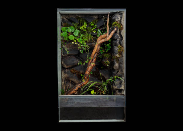 A vertical terrarium with lush plants a natural branch and a rocky background designed for a natural habitat setup
