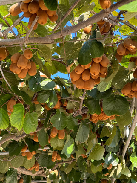 istock Kiwi fruits in the orchard 2181209574