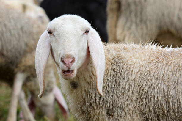istock sheep with white ears and a woolly coat looking directly at the camera 2181210718