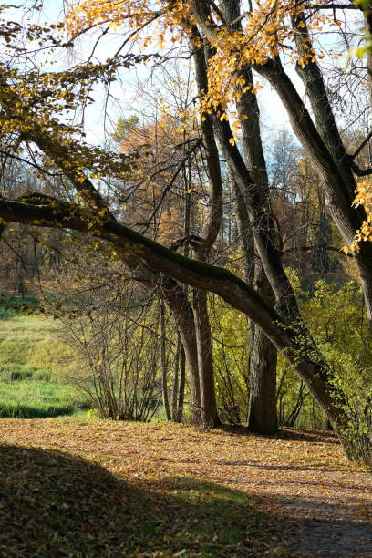 istock A walking path in the autumn forest covered with yellow leaves 2181211470