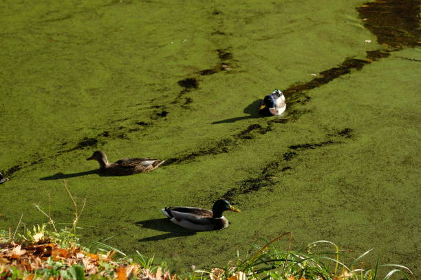 istock Ducks swim in the lake covered with green scum from algae 2181211791