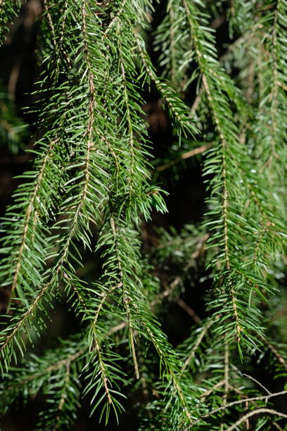 istock Close-up of green pine tree branches 2181211813