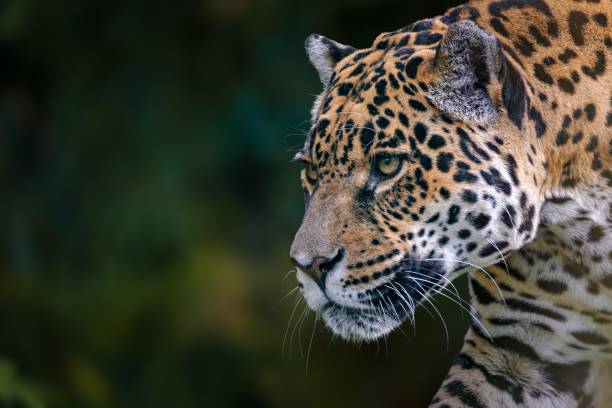 istock Jaguar Close-up in the Wild 2181212360