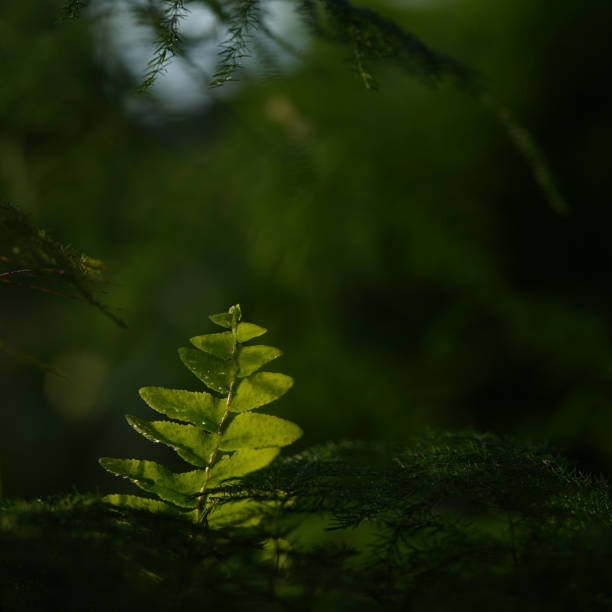 Young fern, fresh leaves, garden.