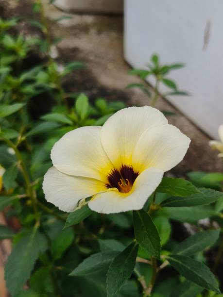 istock Single flower of Turnera ulmifolia 2181213056
